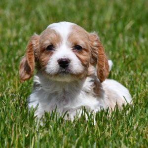 Cavapoo ♂ (7733)