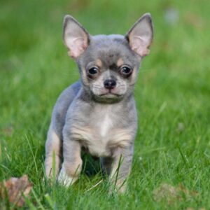 Chihuahua