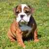 Engelse Bulldog