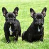 Franse Bulldog