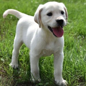 Labrador (blond)