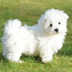 Maltezer
