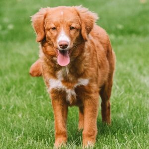 Nova Scotia Duck Tolling Retriever