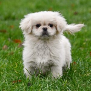 Pekingees