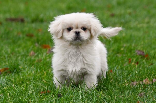 Pekingees