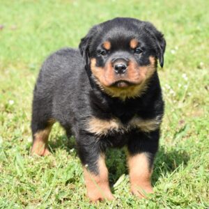 Rottweiler