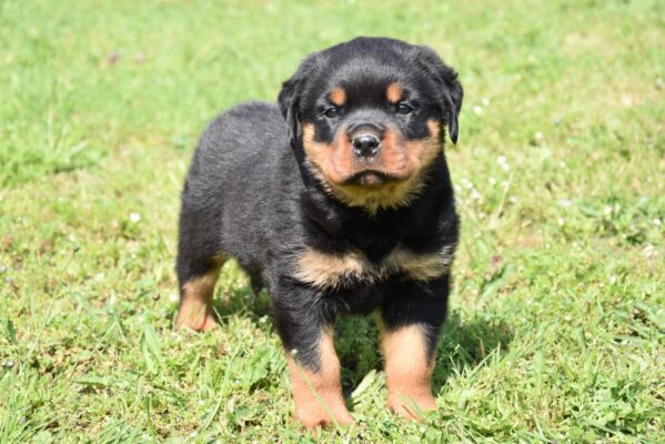 Rottweiler