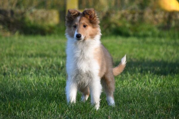 Schotse Collie