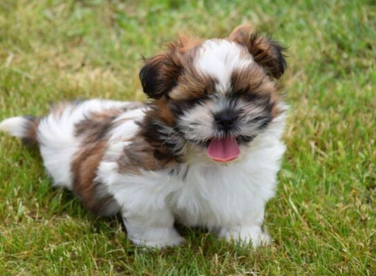 Shih Tzu
