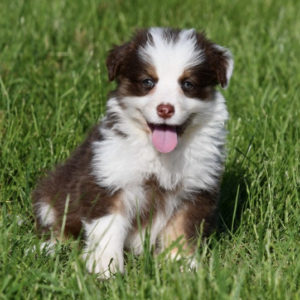 Australische Herder ♀ (0472)